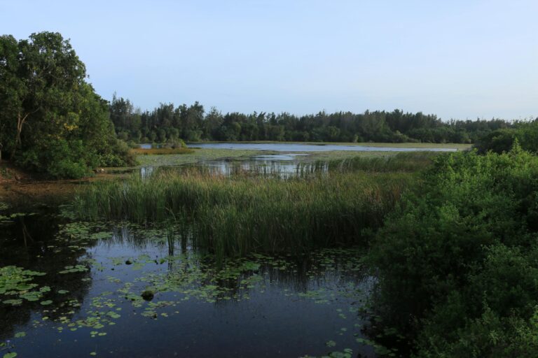 Serene wetland with tall grasses and calm water under blue skies in Vietnam.